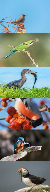 biodiversiteit