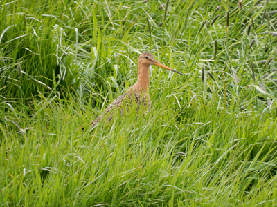 Er is inmiddels gemaaid, nesten weg, Grutto's weg. Foto: Peter Buchner